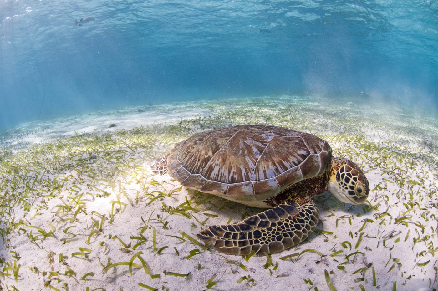 Seagrass Beds