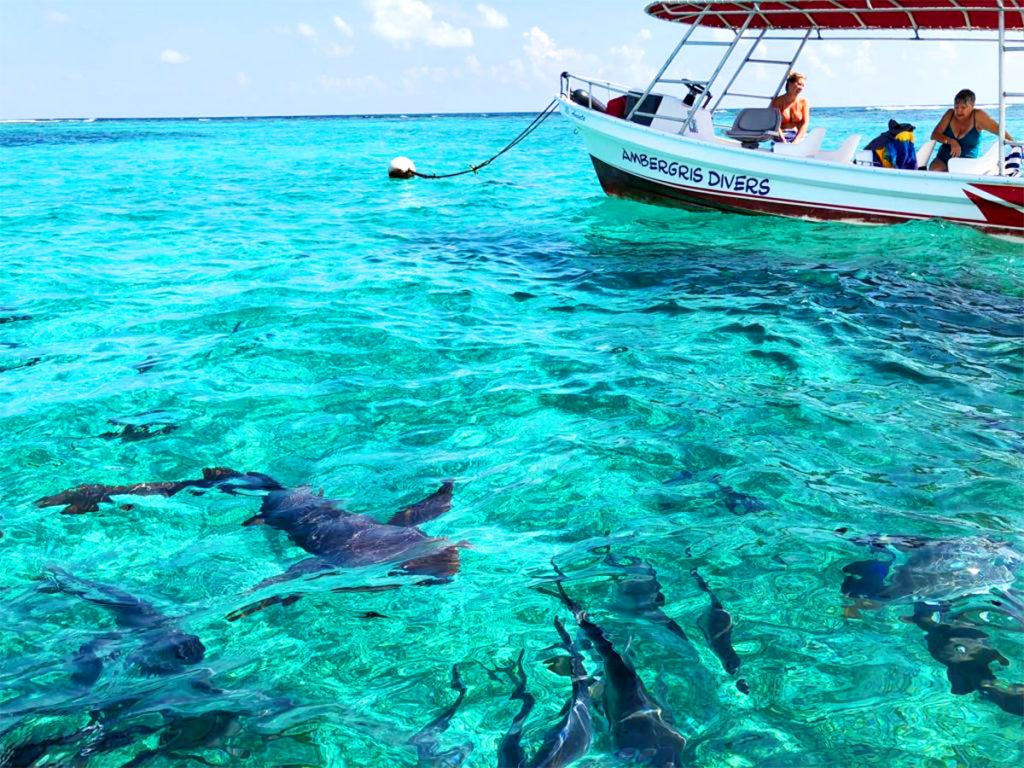Shark Ray Alley