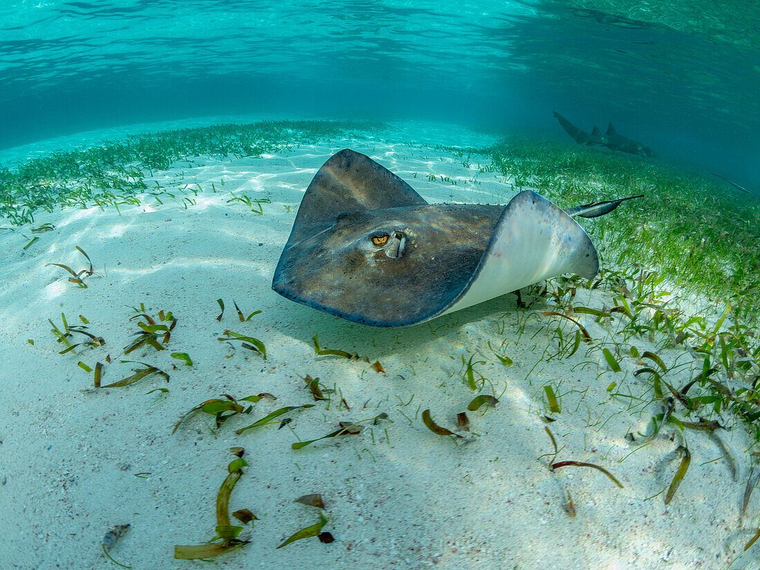Shark Ray Alley