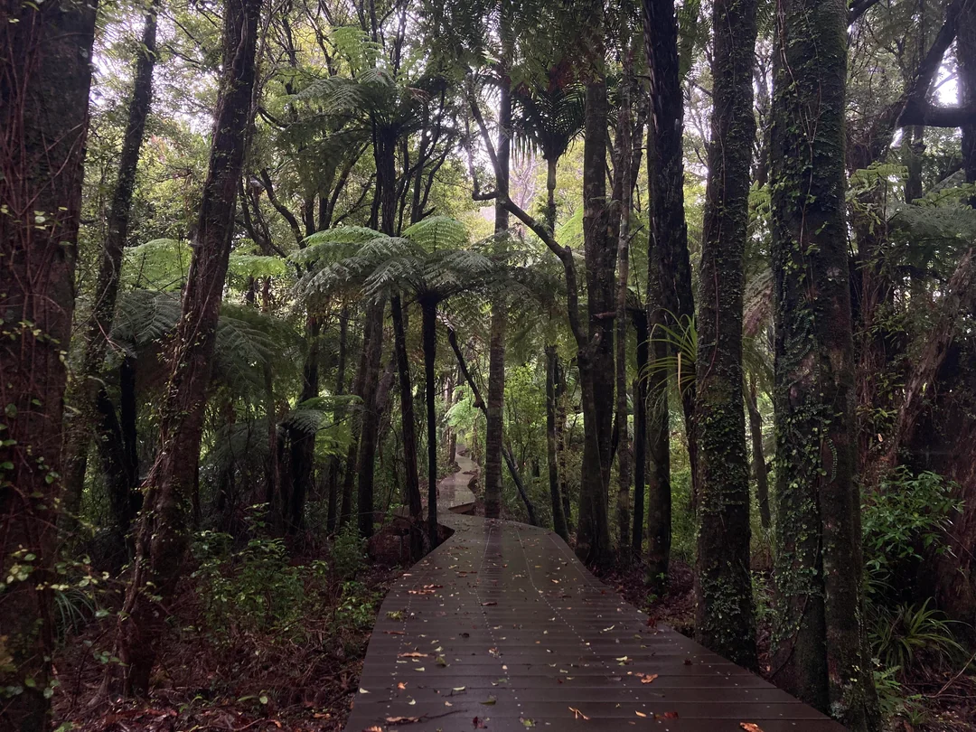 Your experience at Piha Beach and Rainforest Tour