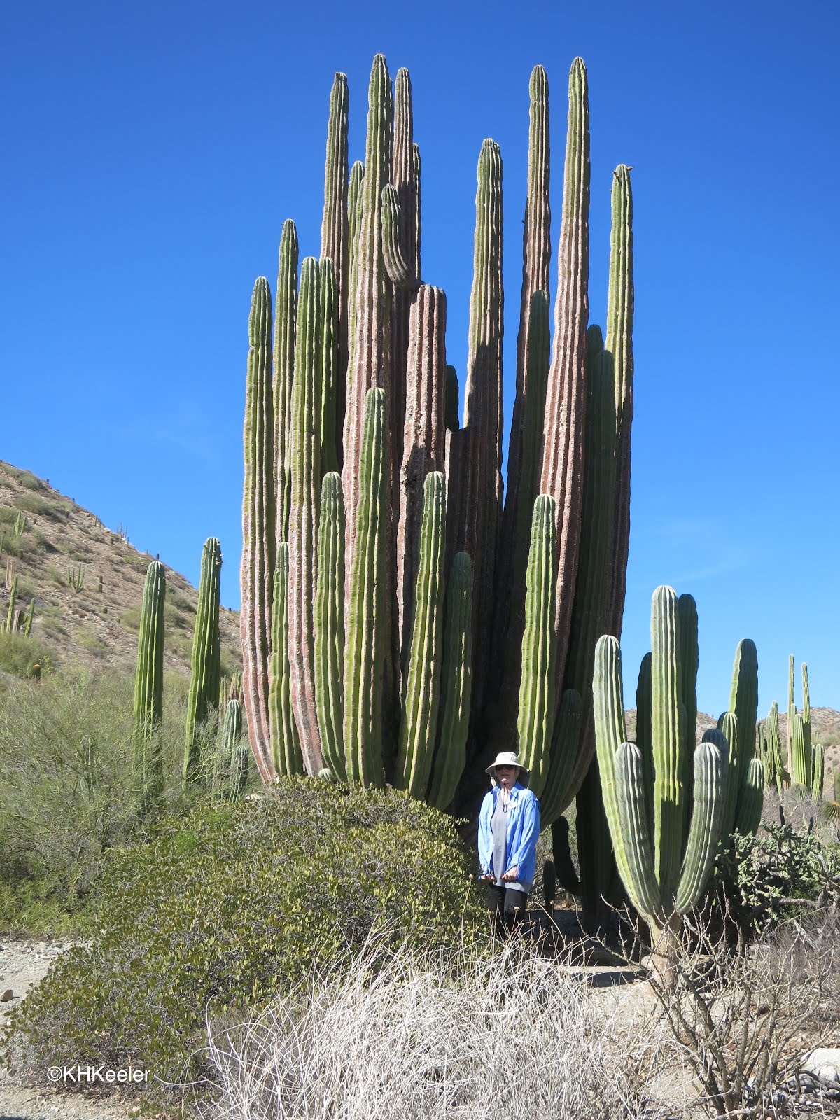 Cabo Camel and ATV Tour Adventure