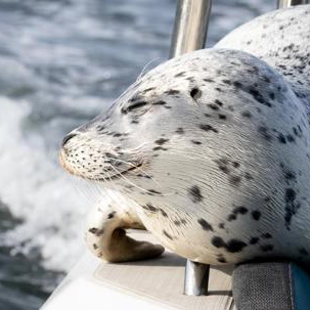 Your experience at Indian Arm Boat Tour