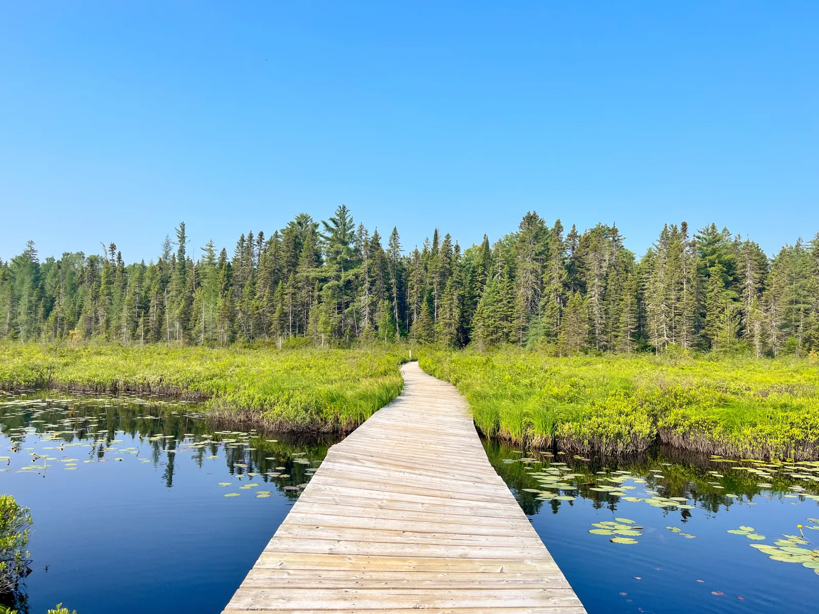 Spruce Bog Boardwalk