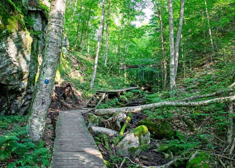Your experience at Algonquin Park Day Trip From Toronto
