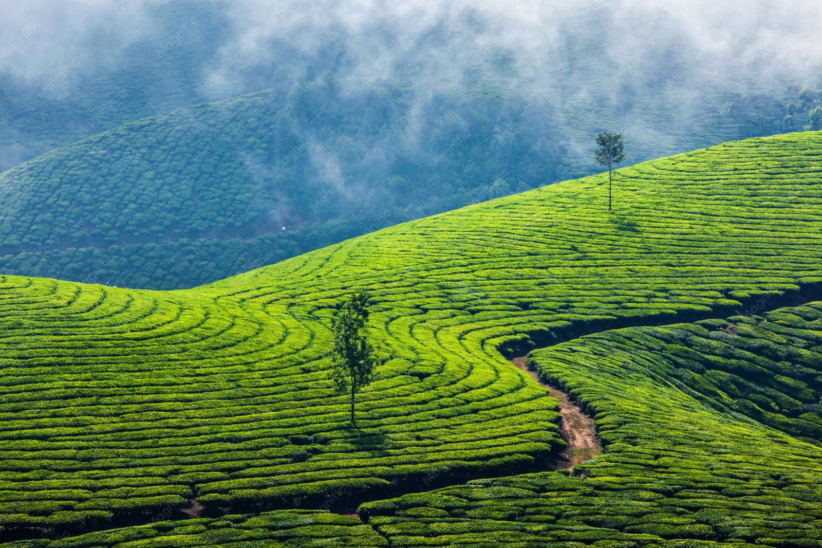 Munnar Tea Plantation Tours