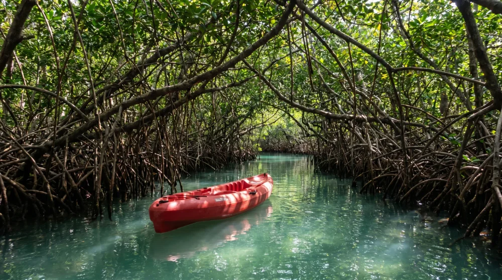 Your experience at St Thomas Mangrove Lagoon Kayak