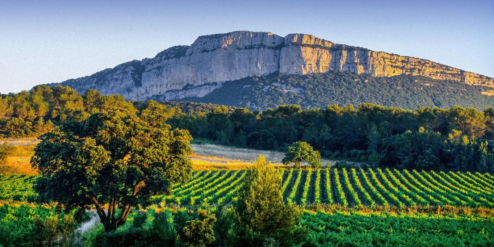 Pic Saint Loup Wine Tour Experience