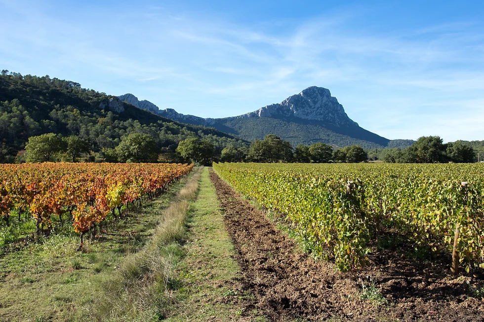 Pic Saint Loup Wine Tour