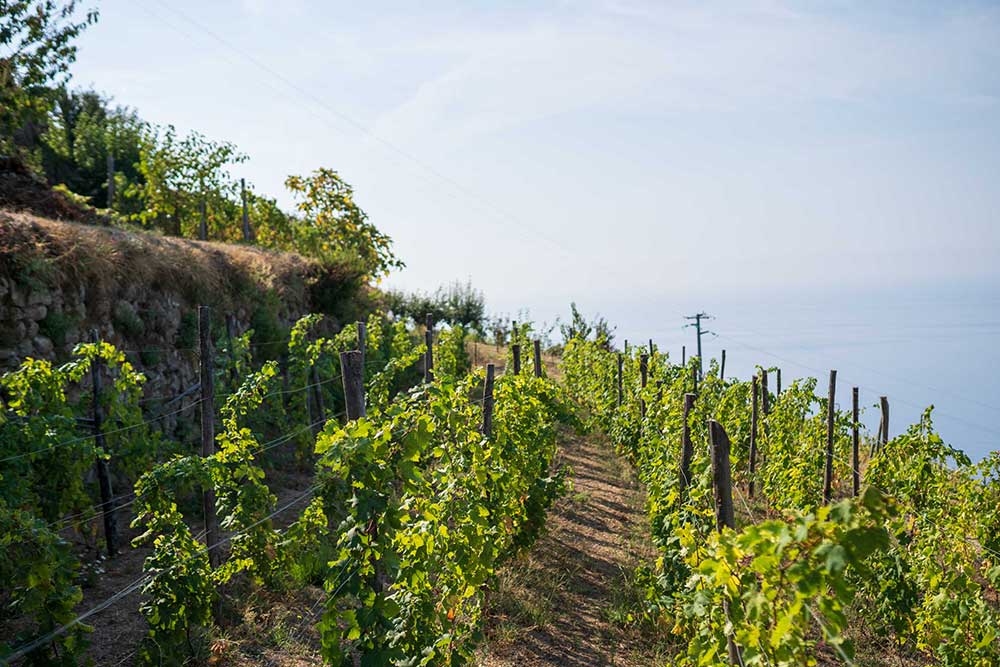 Historic Cellars