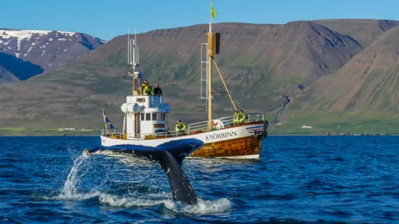 Arskogssandur Whale Watching