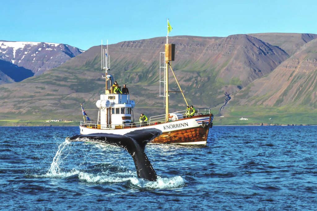 Your experience at Arskogssandur Whale Watching