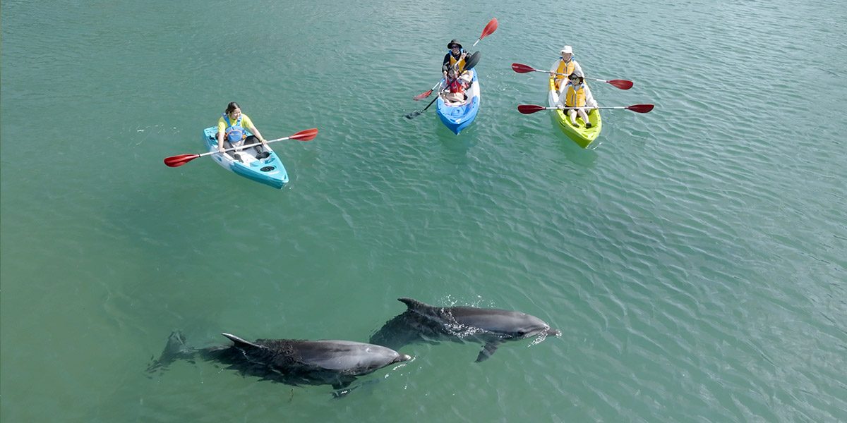 Your experience at Akaroa Kayaking