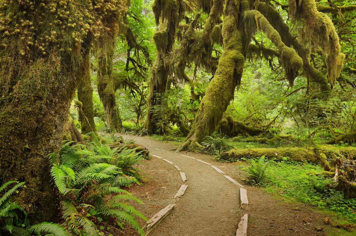 Forest Trek