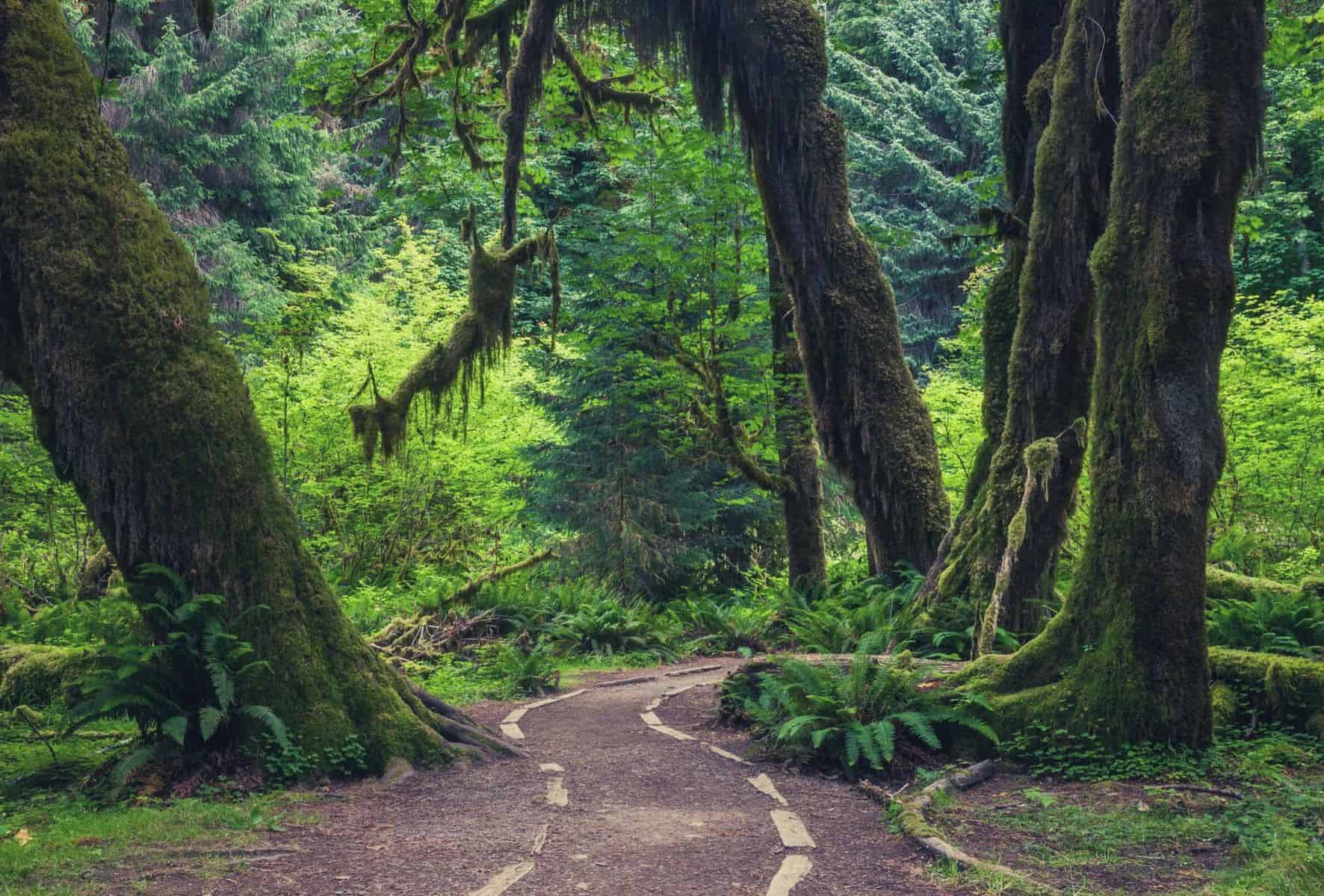 Your experience at Olympic National Park Tour From Seattle