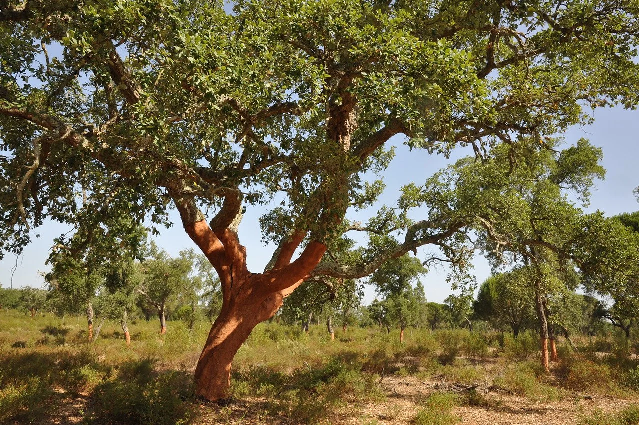 Cork Forests