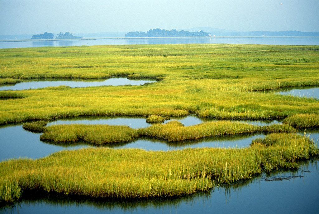 North Shore Wetlands