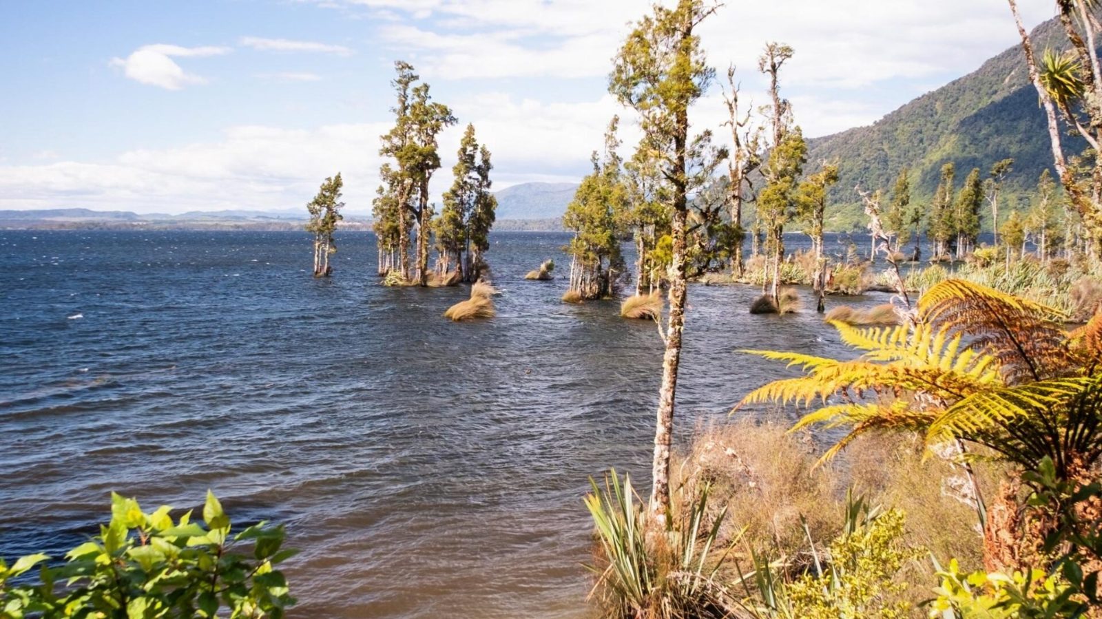 Native Kahikatea Forest