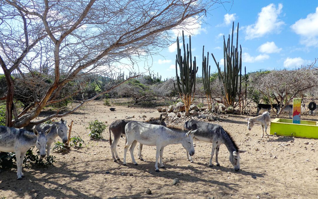 Donkey Sanctuary