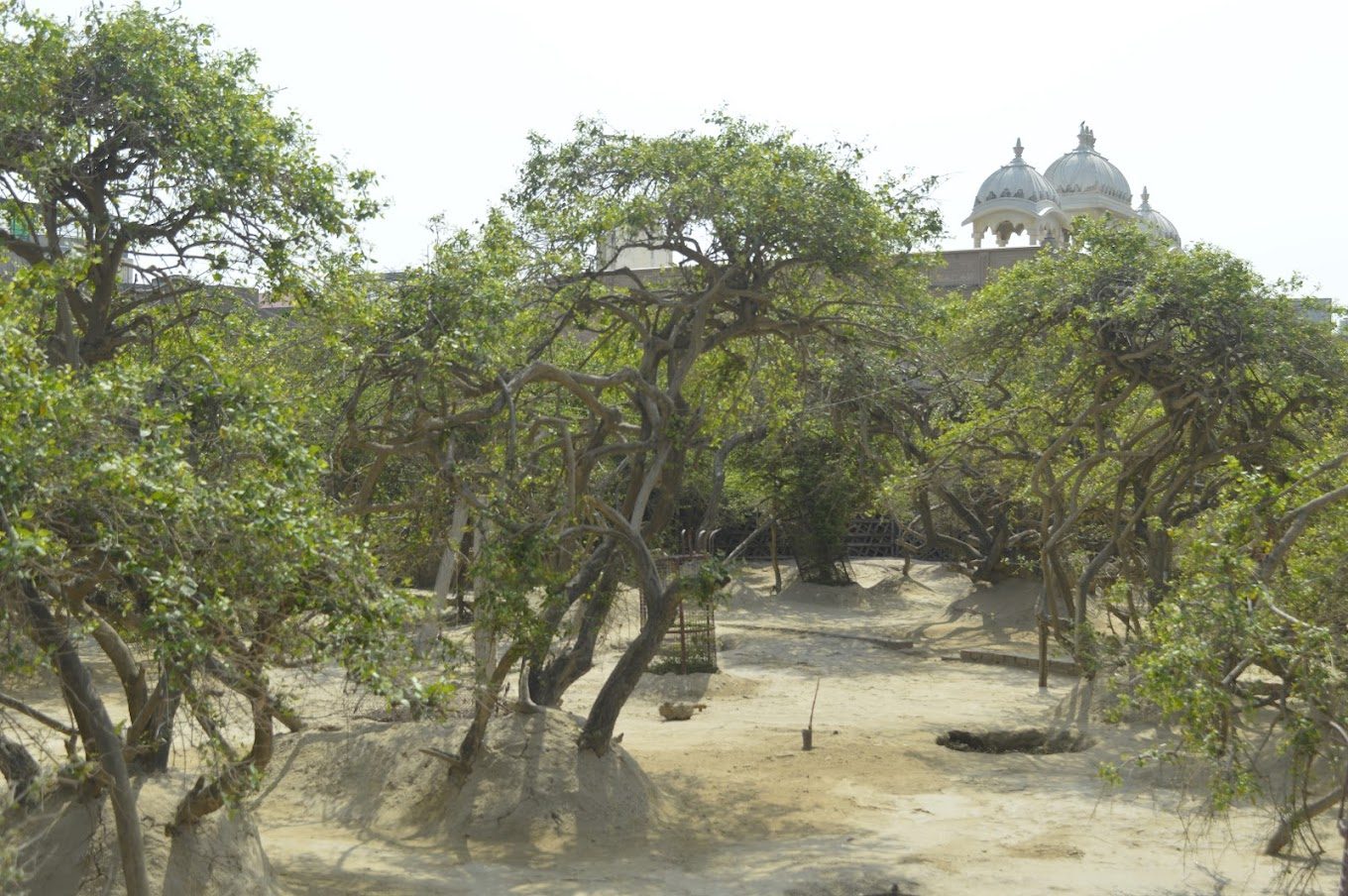 Seva Kunj e Nidhivan