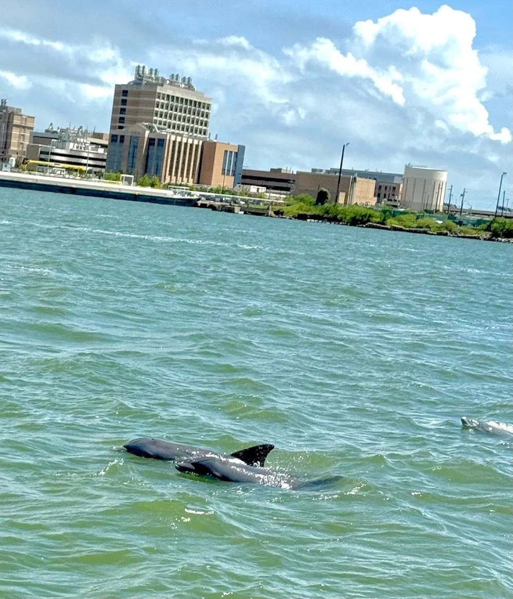 Galveston Dolphin Tours Prices