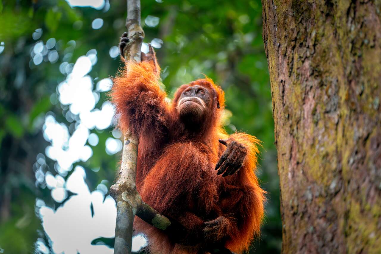 Bukit Lawang Jungle Trekking Reviews