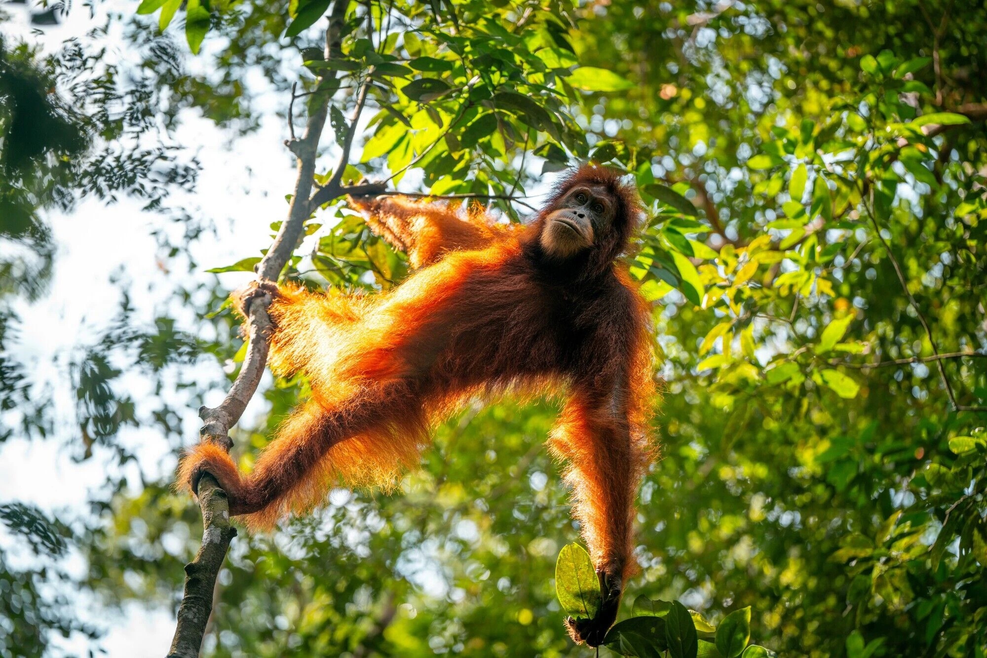 Bukit Lawang Jungle Trekking Ethical