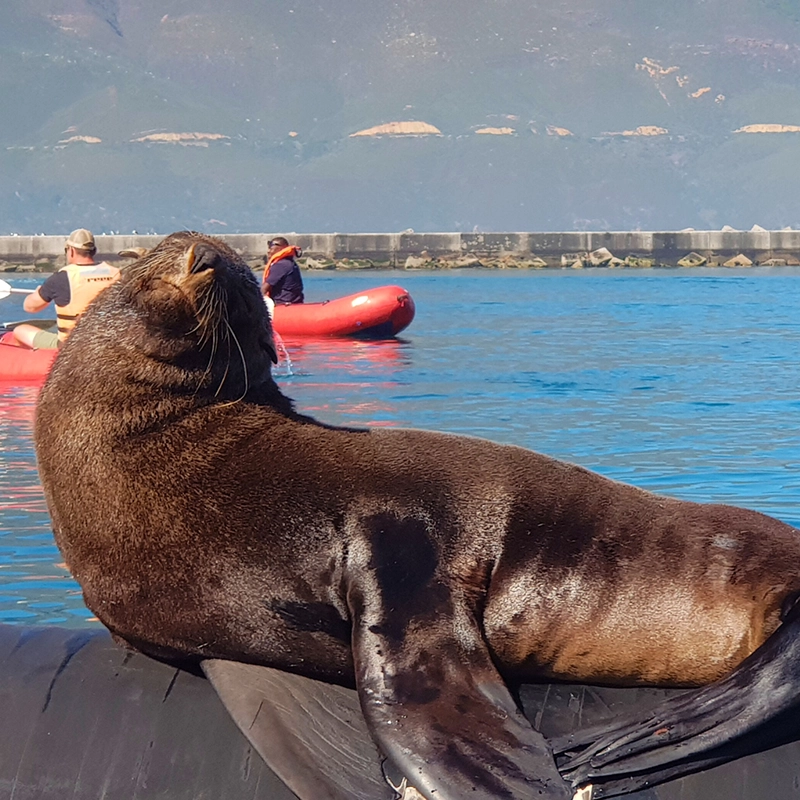 Guided Kayaking in Hout Bay