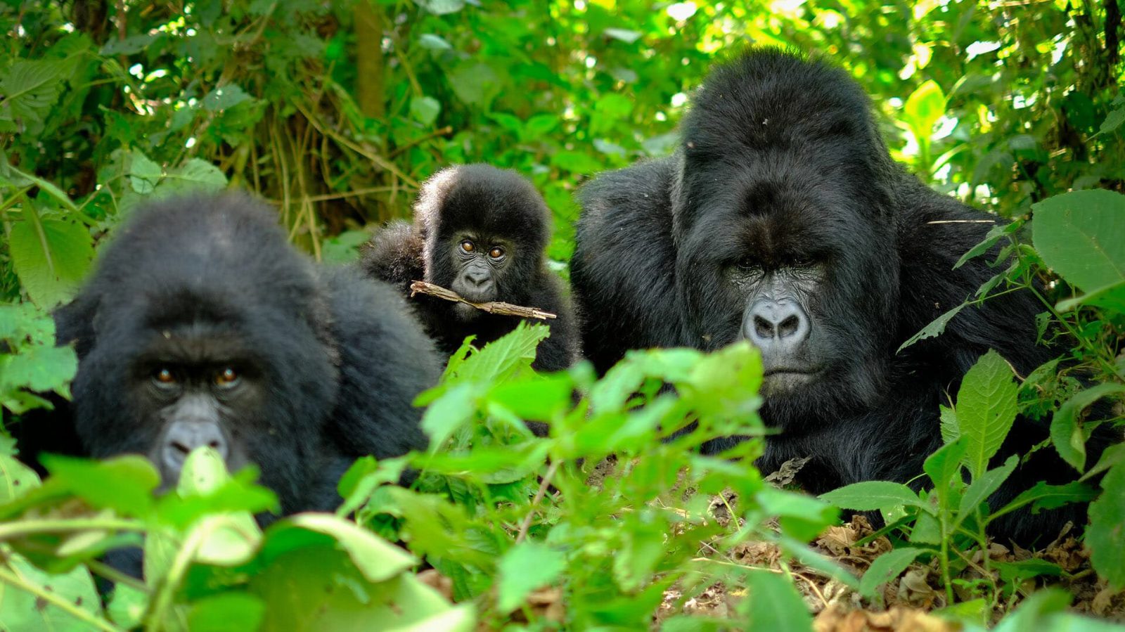Gorilla Trekking Rwanda Cost Per Person