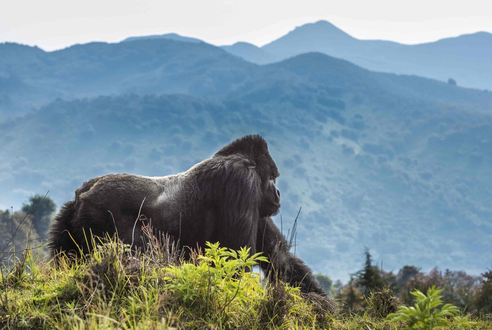 Gorilla Trekking Rwanda vs Uganda