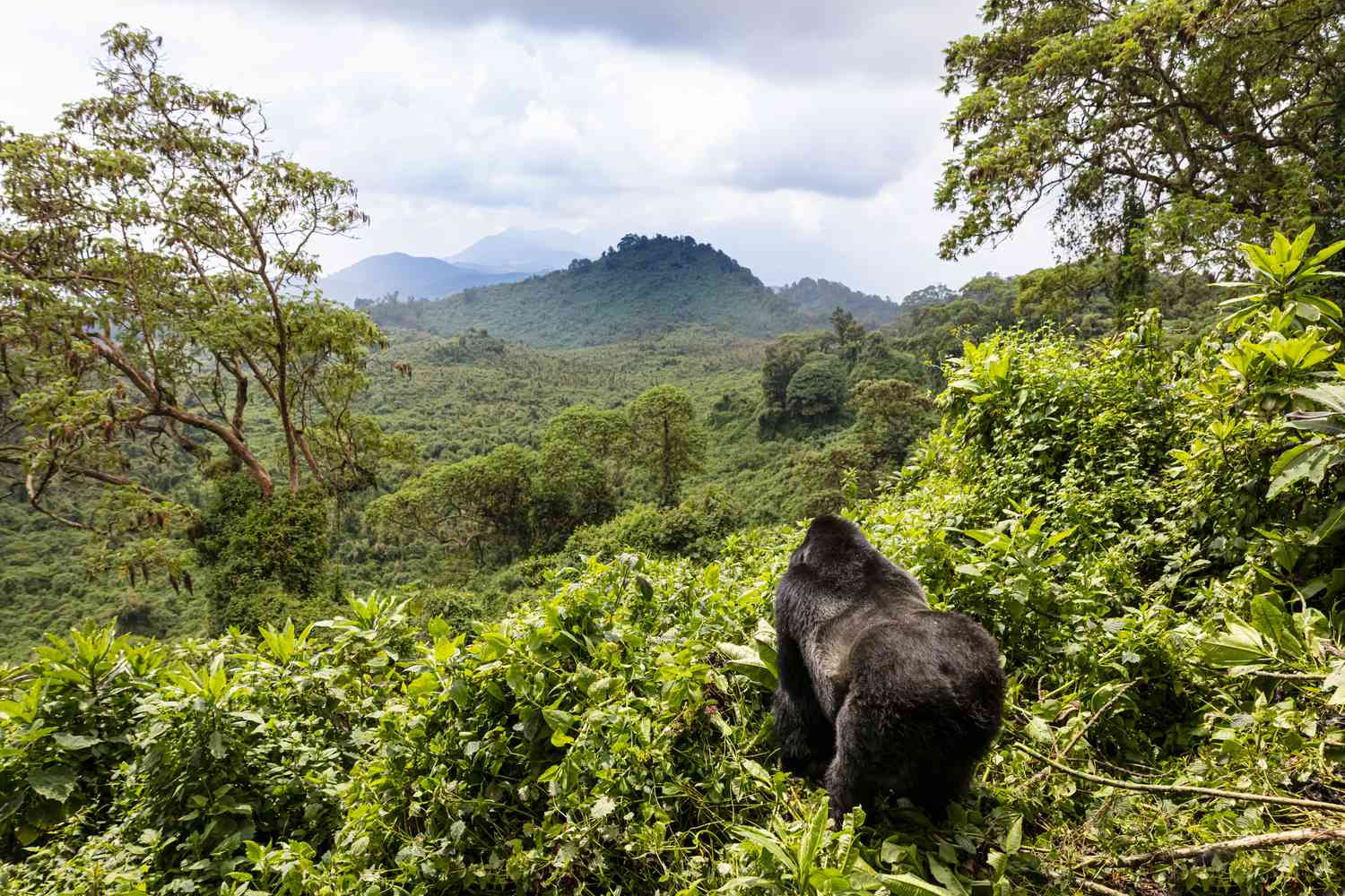 Rwanda Gorilla Trekking Packing List