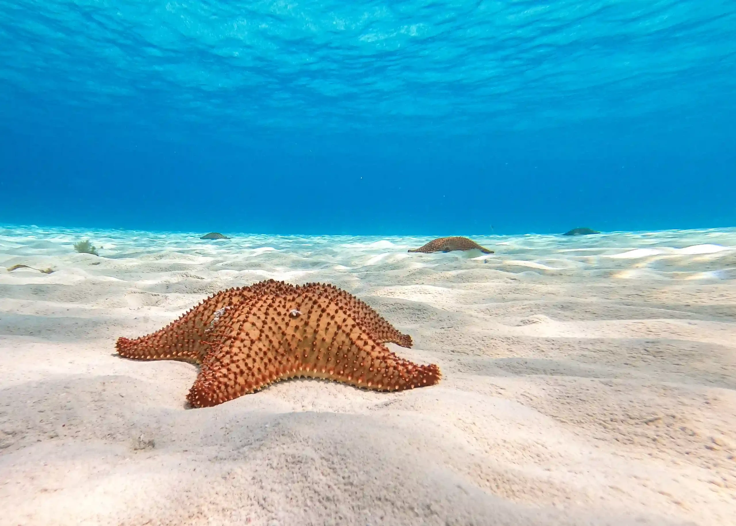 Starfish Sanctuary