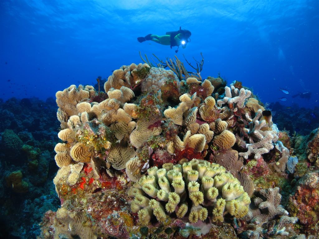 Reef Perimeter