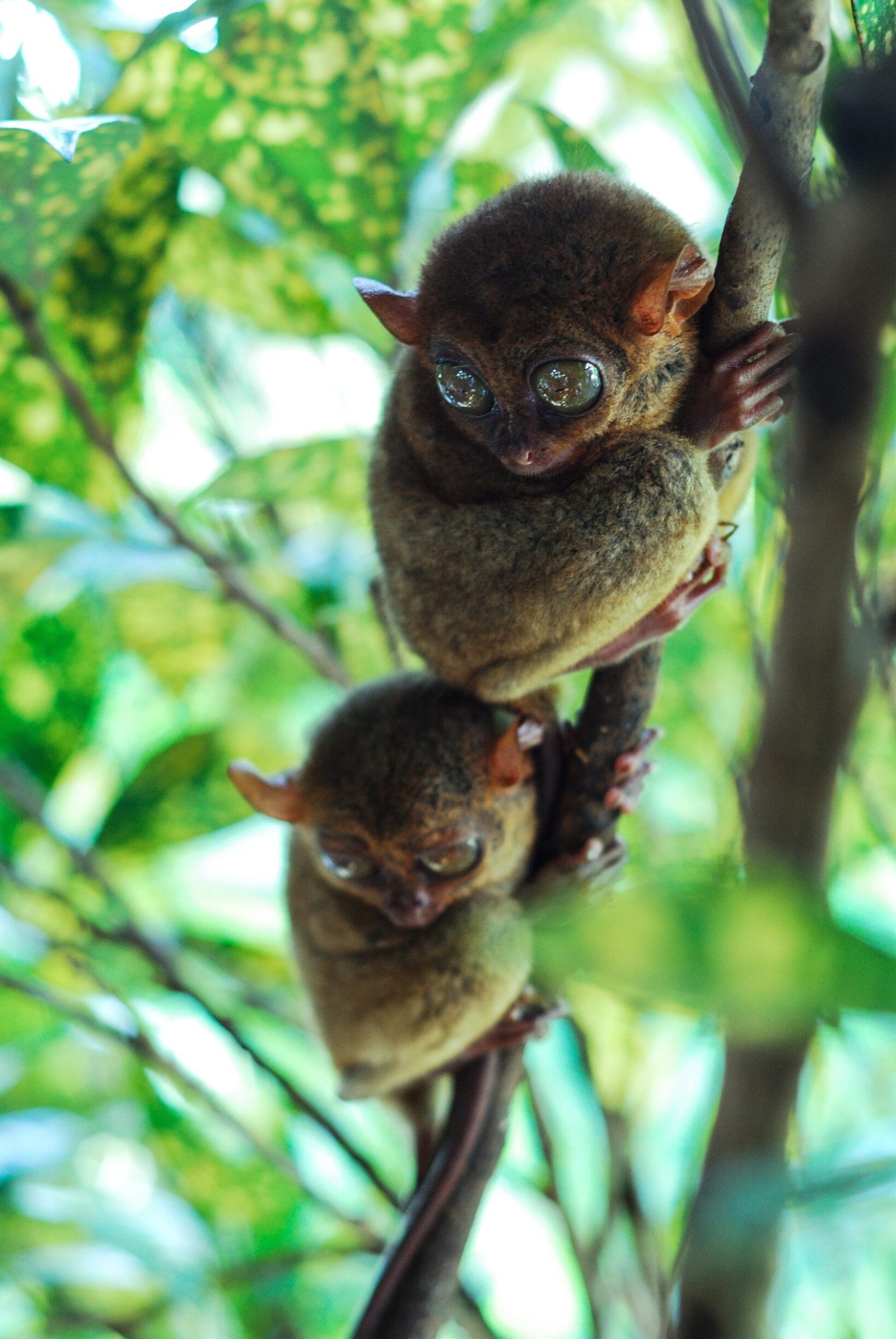 Philippine Tarsier Sanctuary