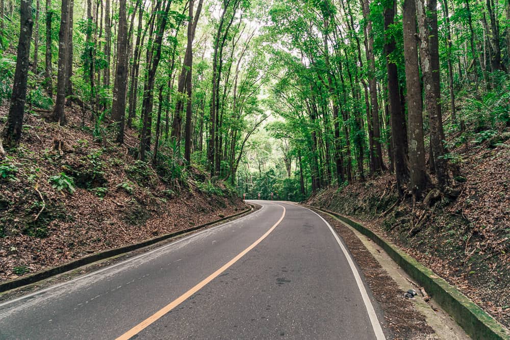 Bilar Man-Made Forest