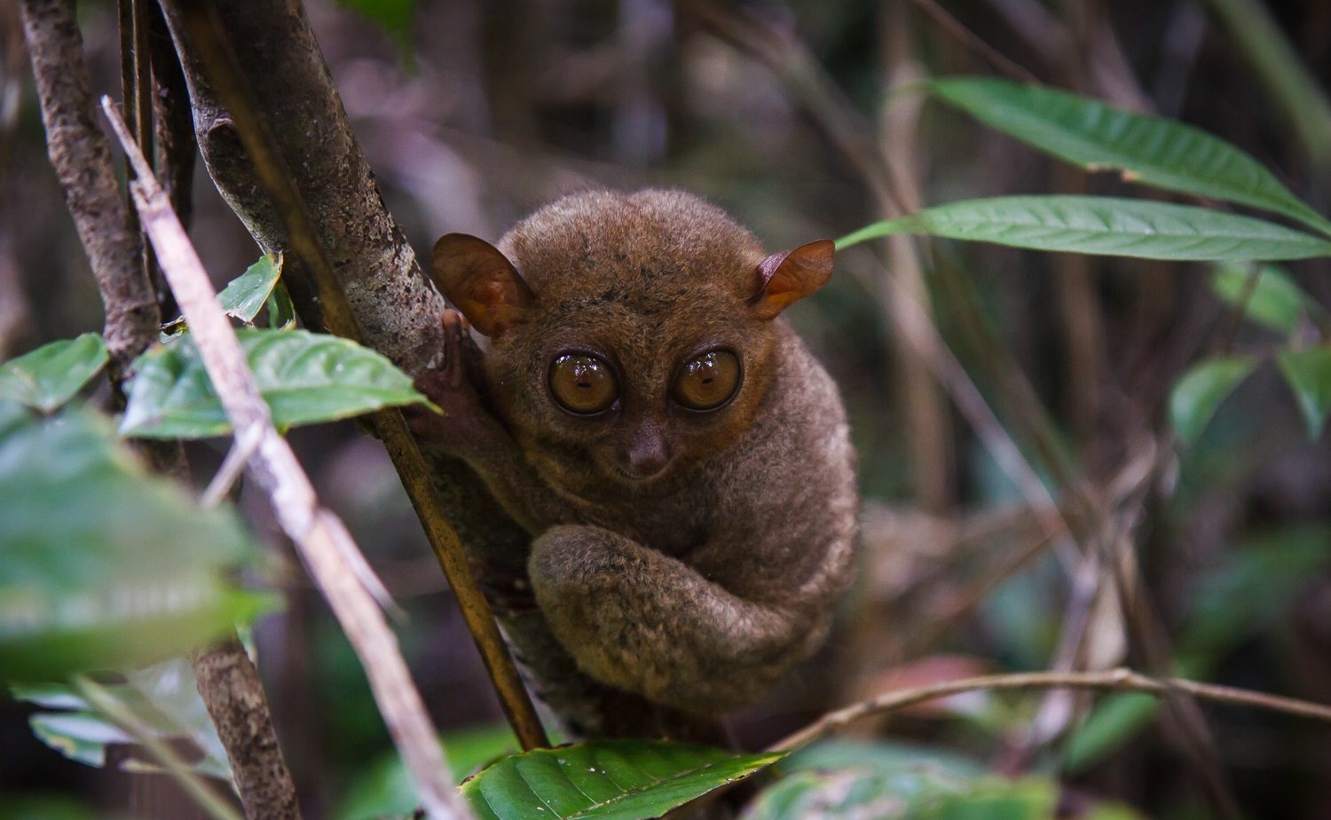 Philippine Tarsier Sanctuary