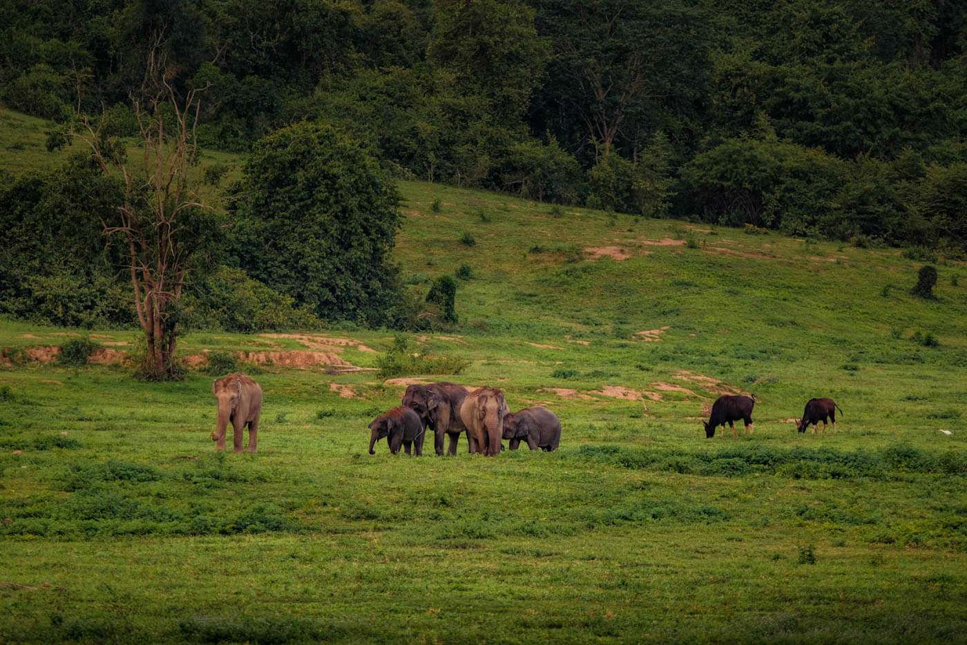 Do Elephants Live in the Jungle or Safari