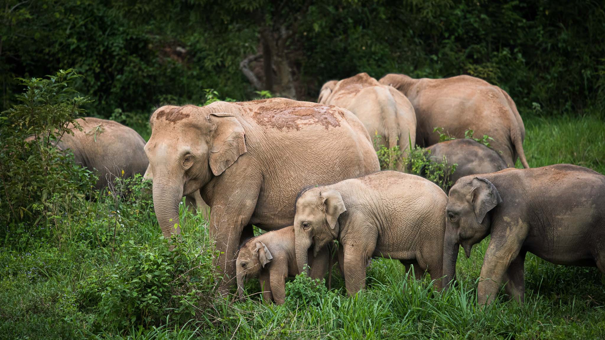 Kui Buri Elephant Safari Tour