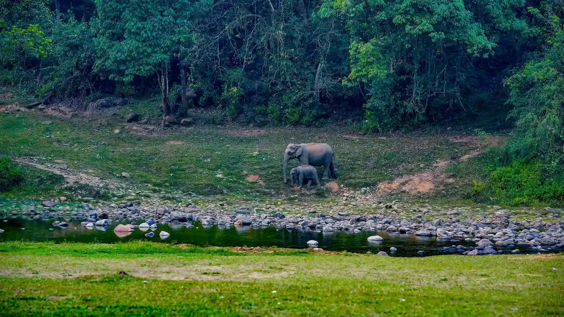 Anakulam Wild Elephant Jeep Safari