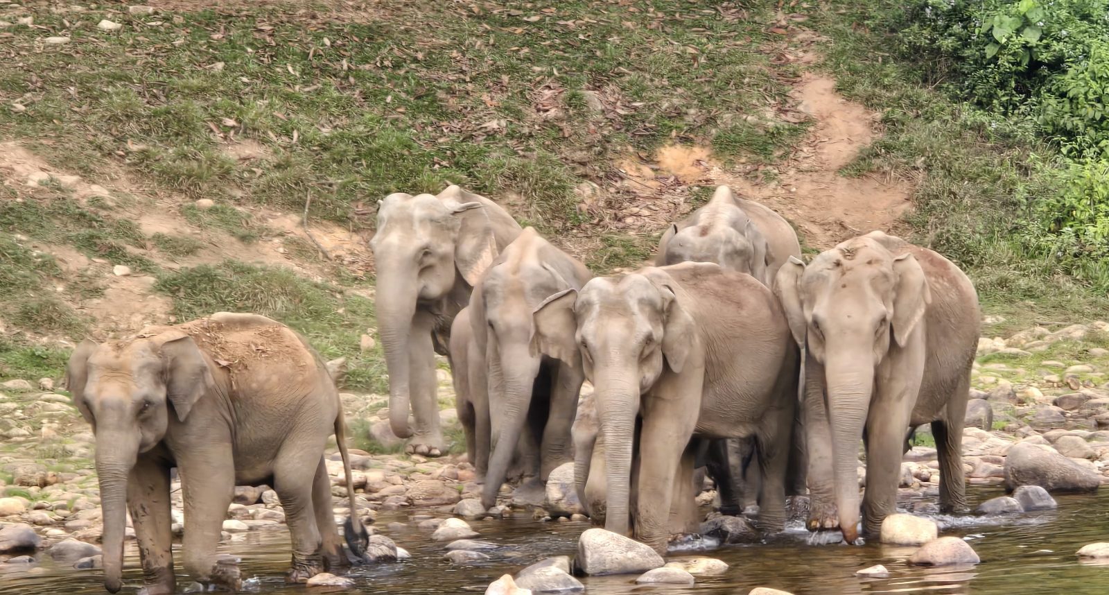 Anakulam Jeep Safari With Waterfall and Elephant