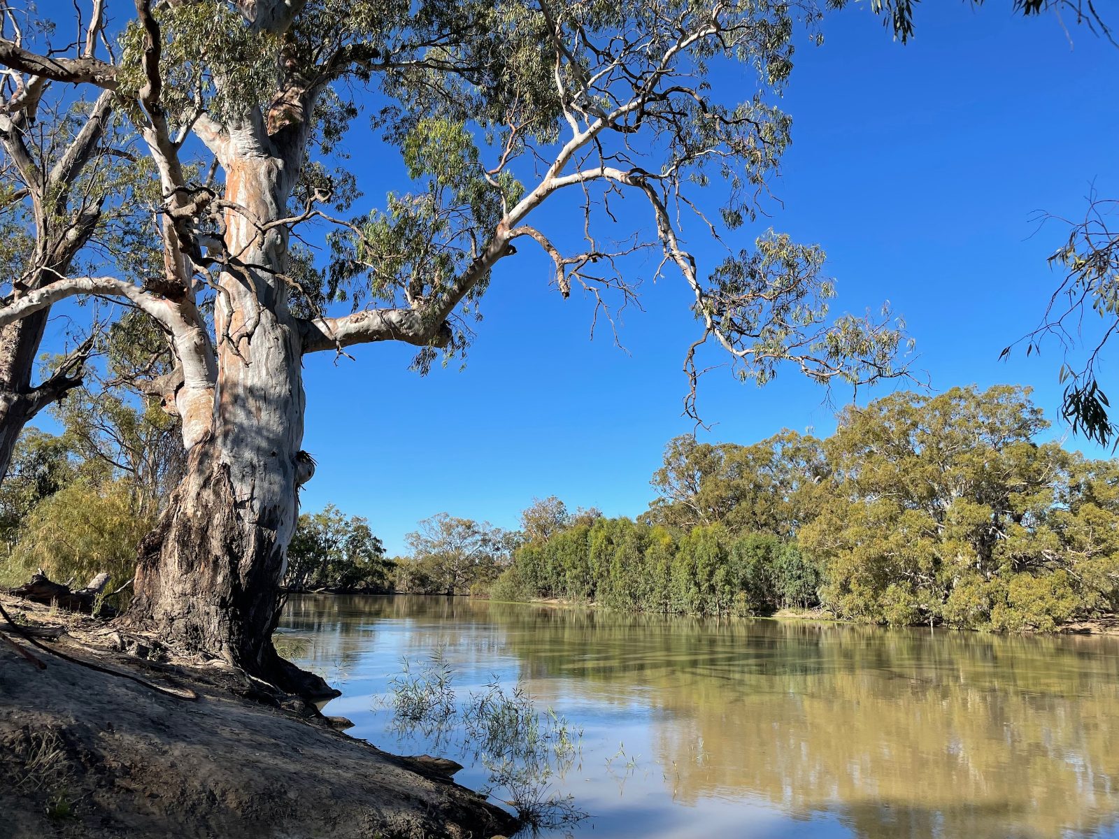 Murray River National Park