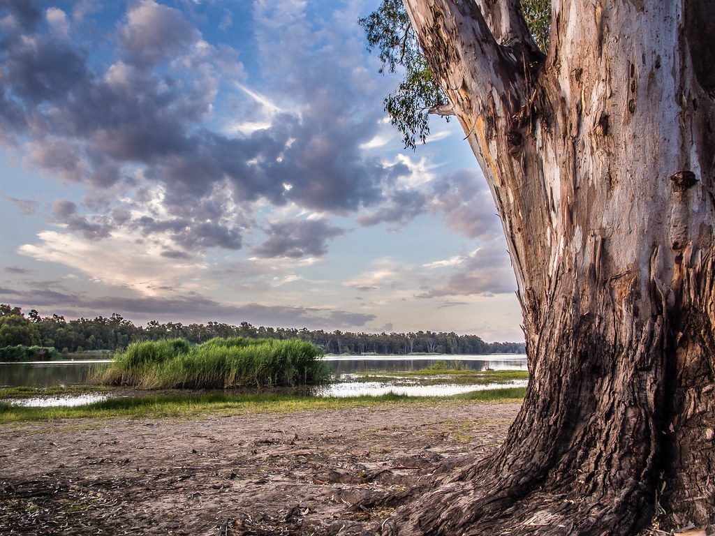 Barmah National Park