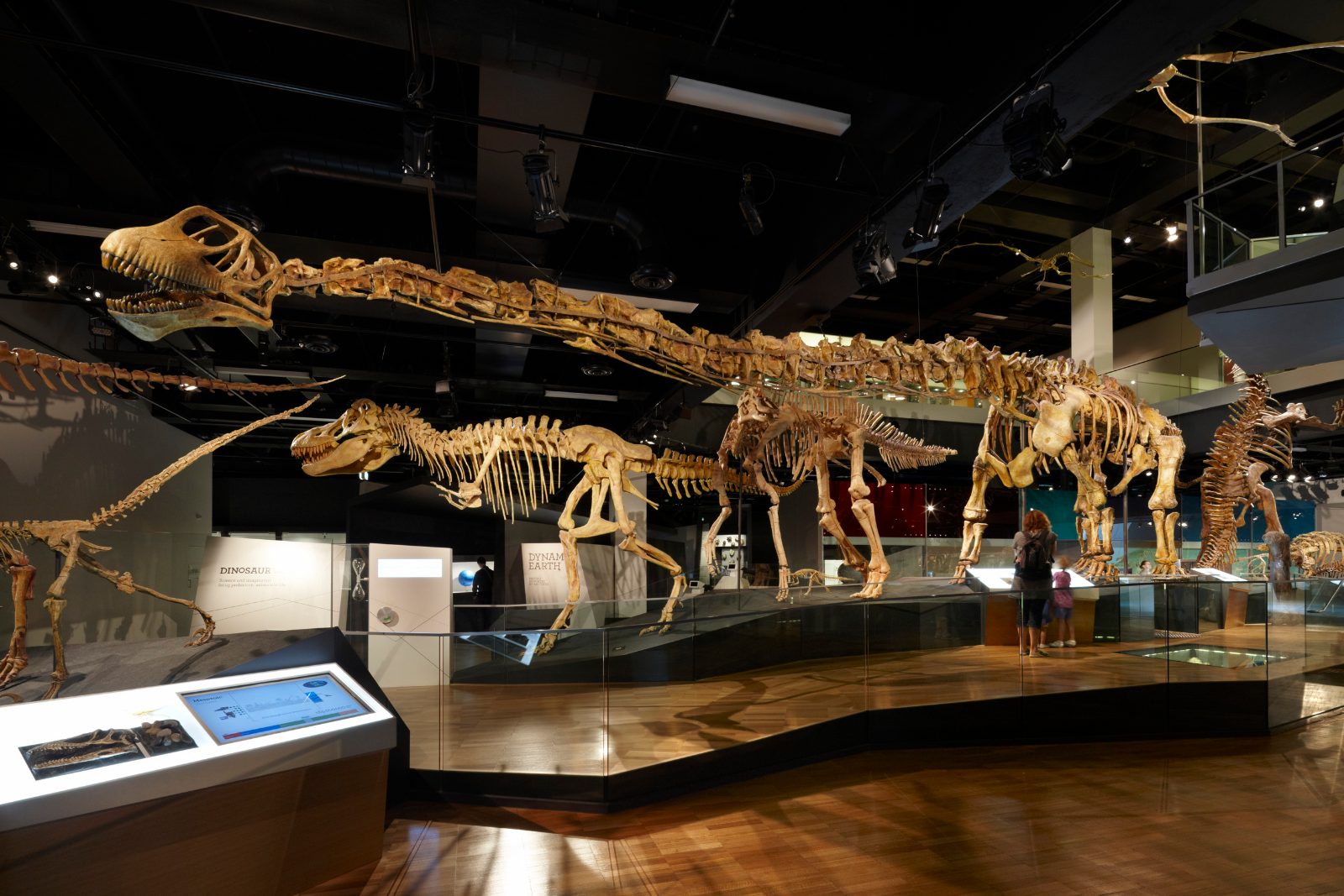 Dinosaur Walk