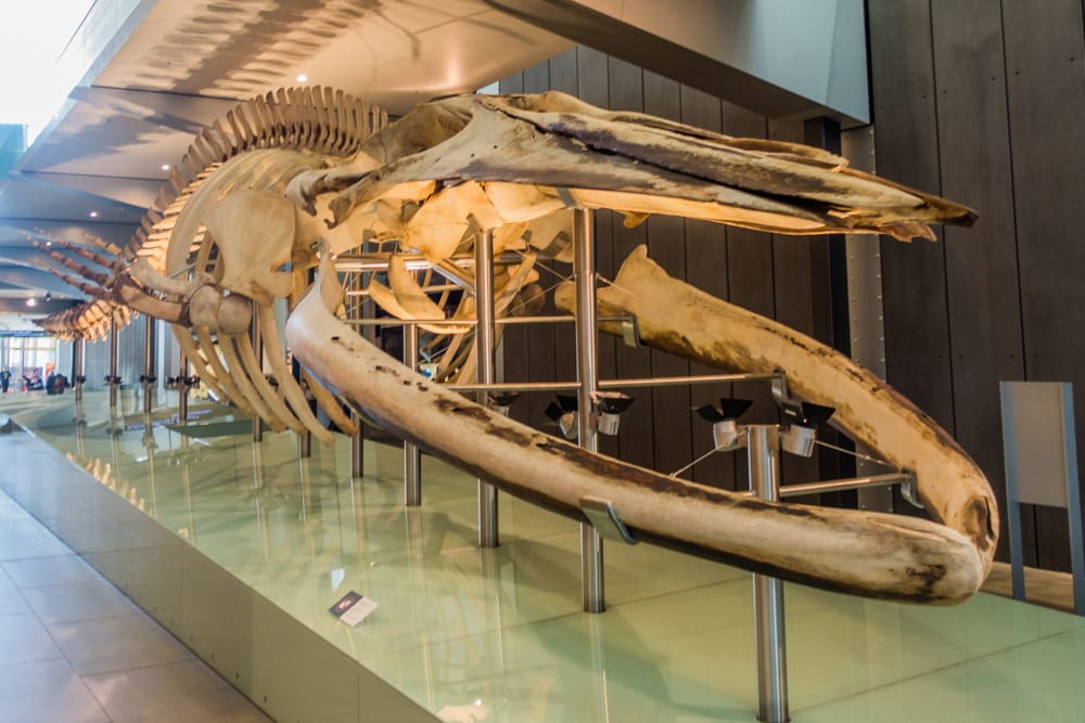 Blue Whale Skeleton