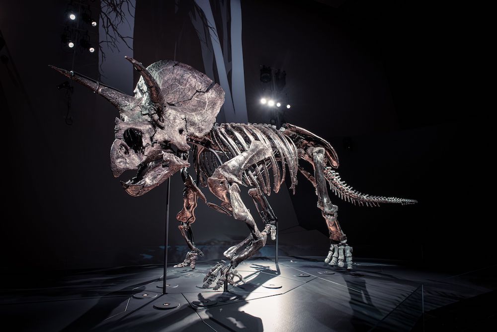 Horridus Triceratops Chamber