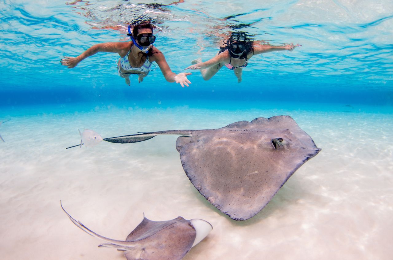 Swim with Stingrays Grand Cayman