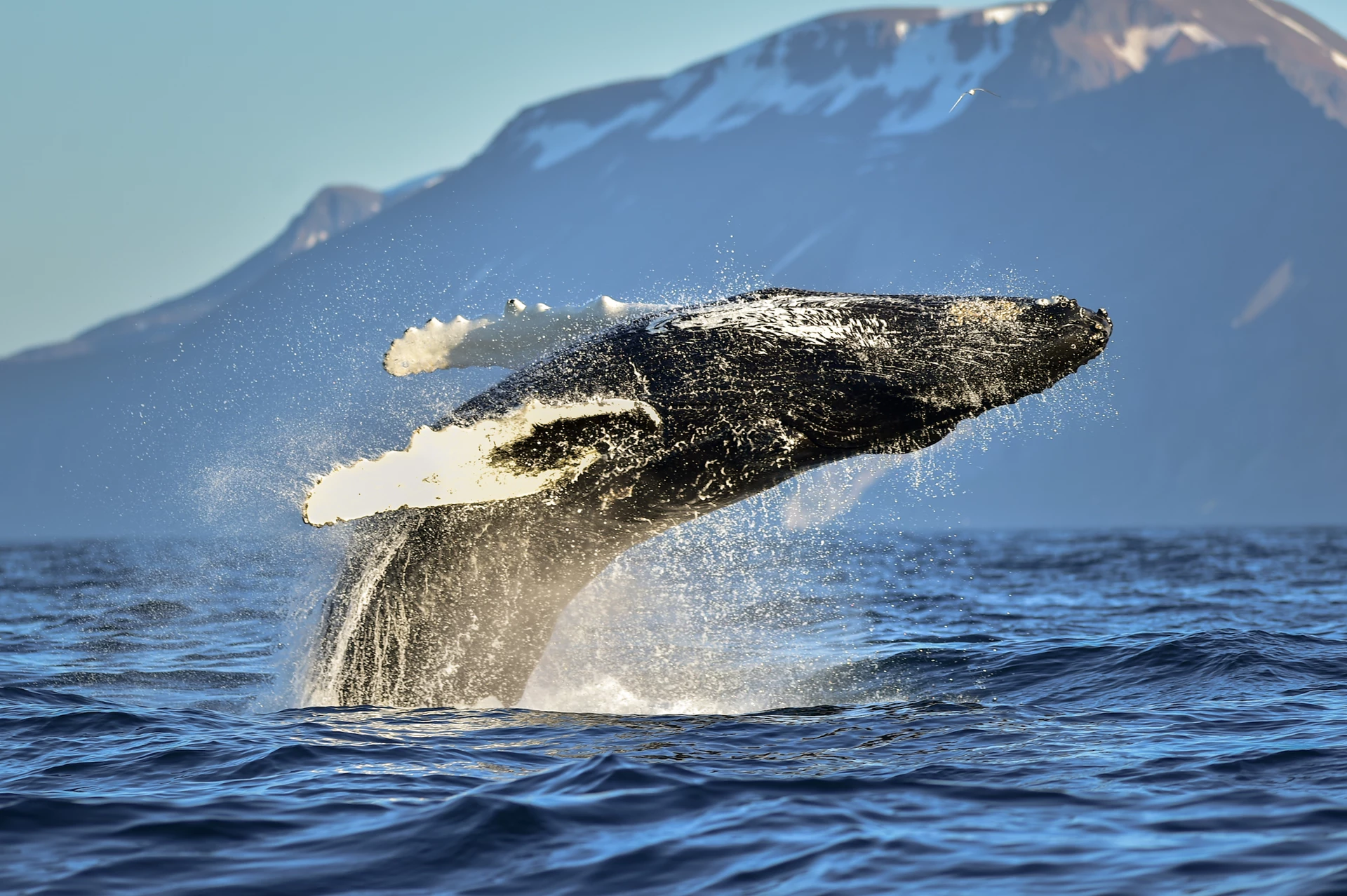 What Month Is Best for Whale Watching in Iceland