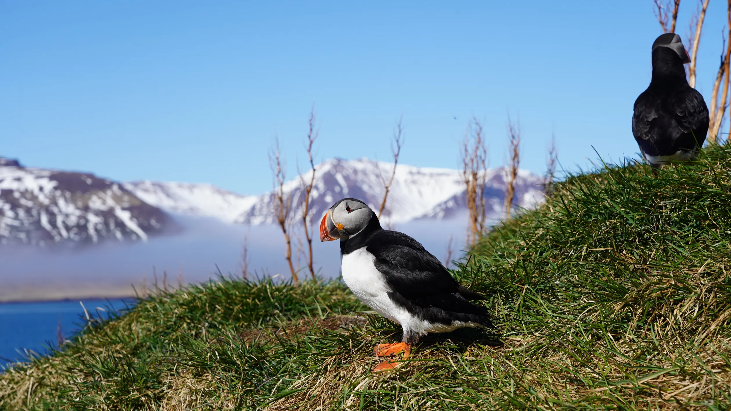 Puffins Near Husavik