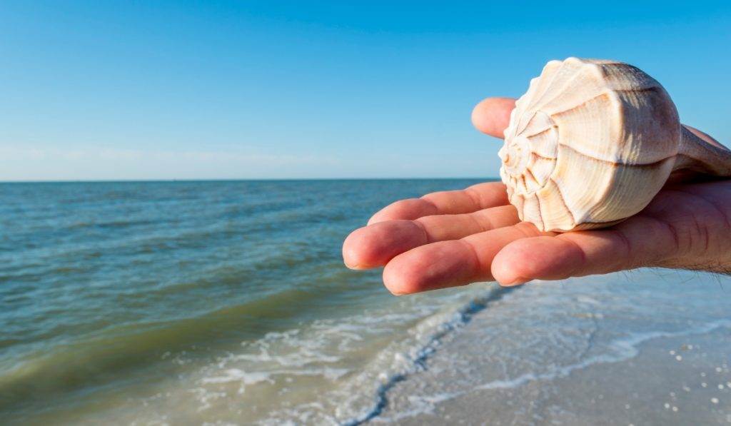 Marco Island Shell Types