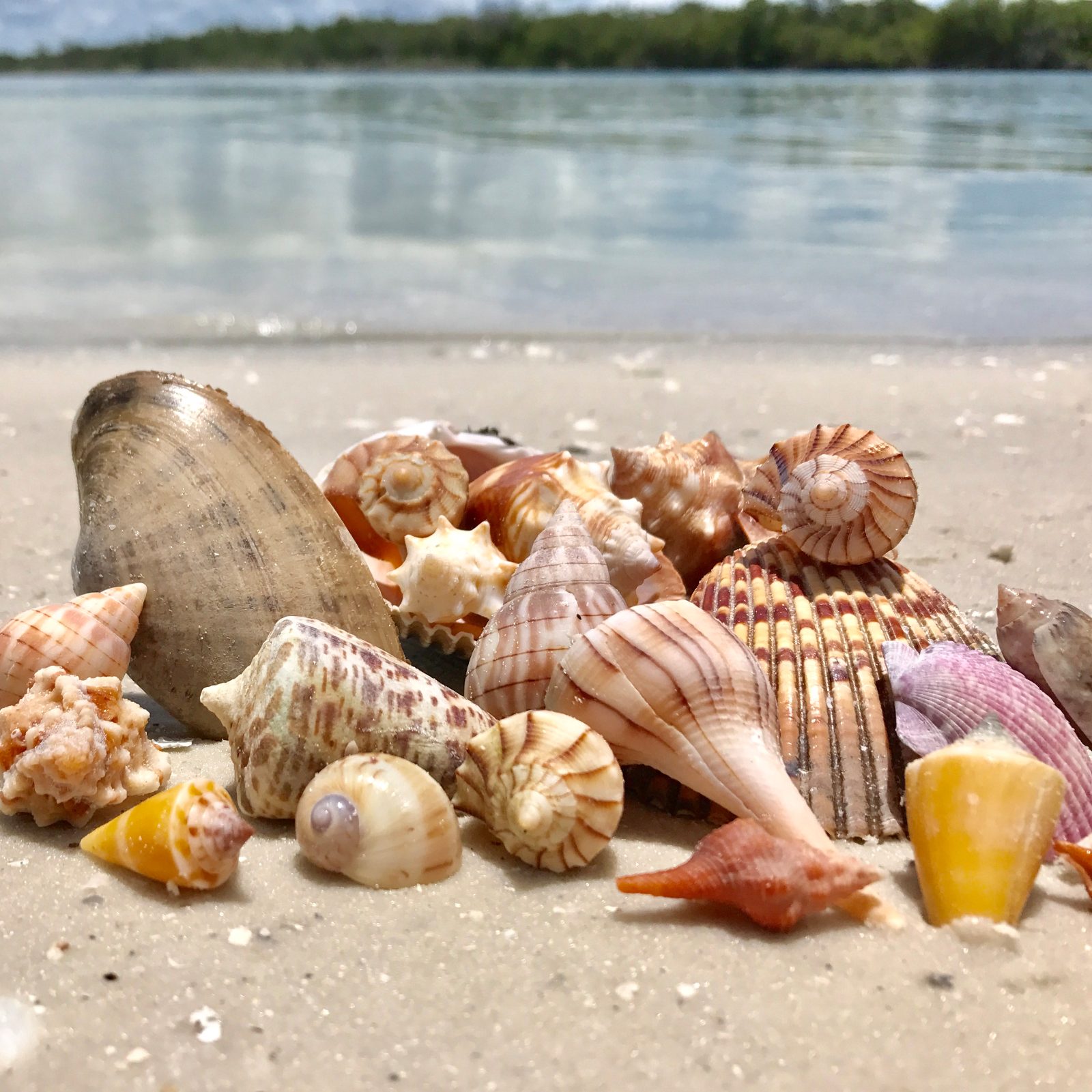 Is Marco Island Good for Shelling