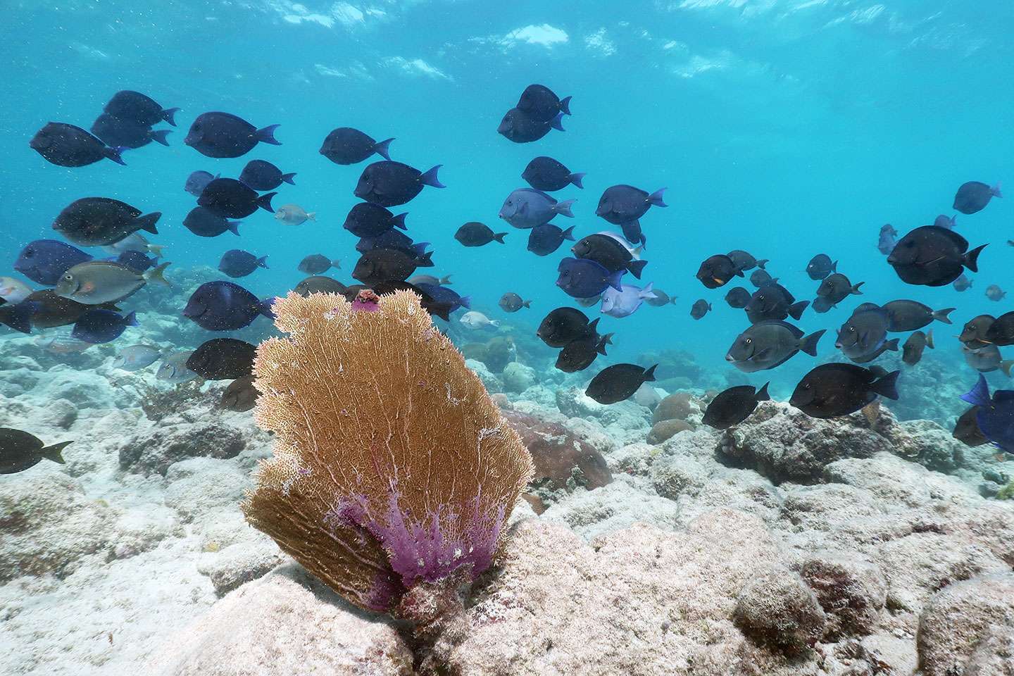Coral Reef Systems